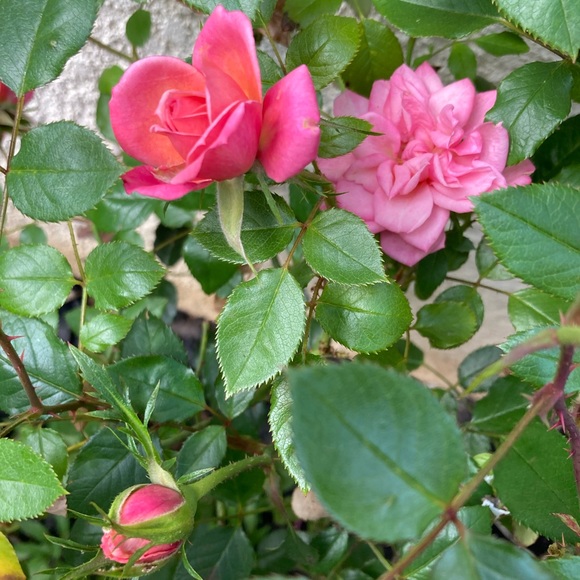 Meet your Posher, Ms Montara Beach - Picture 3 of 16